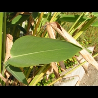 Thalia dealbata (fam. Marantacees) (sud-est USA) (Parc de la tete d'or) (2)